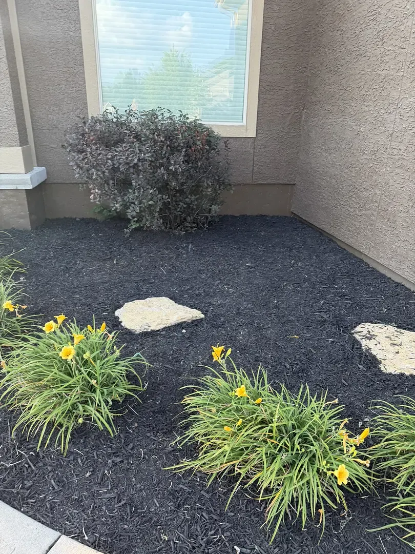 Daylilies and stepping stones set into fresh black mulch, with the mulch kept back off the crowns.