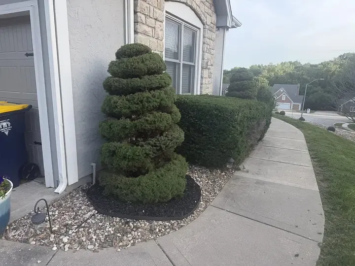 A spiral-trimmed ornamental topiary shrub beside a window